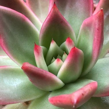 Echeveria Agavoides Frank Reinelt