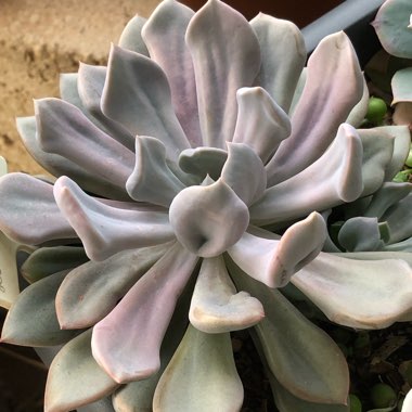 xGraptoveria Topsy Debbi