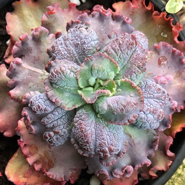 Echeveria Dragon Queen