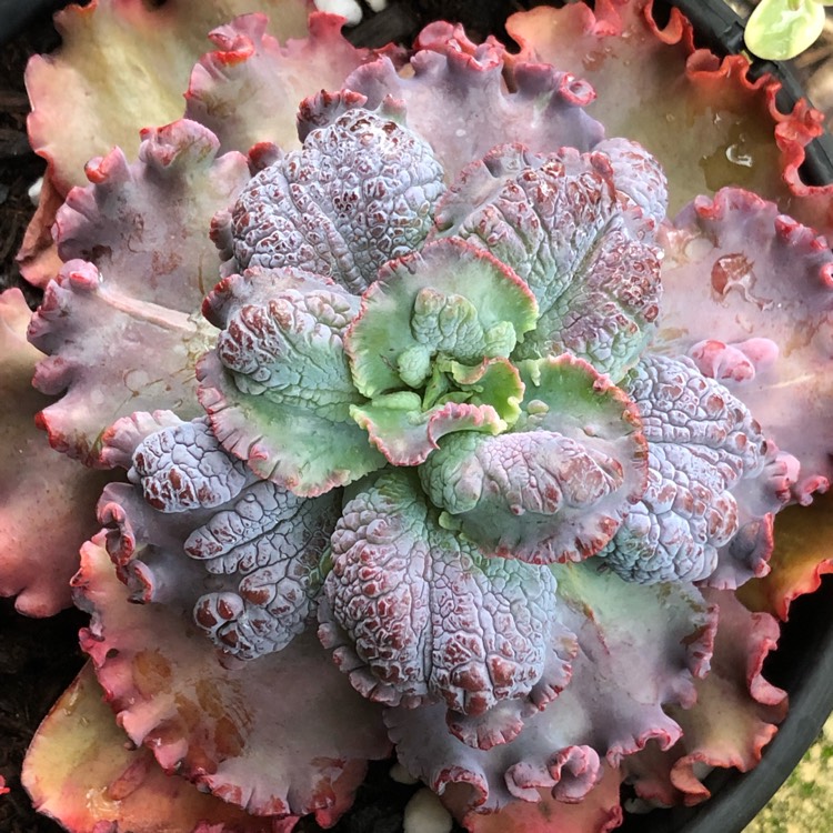 Plant image Echeveria Dragon Queen