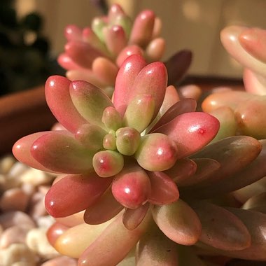 Sedum Rubrotinctum 'Aurora'