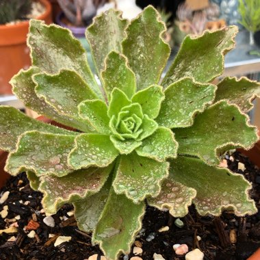 Aeonium Smithii Hybrid