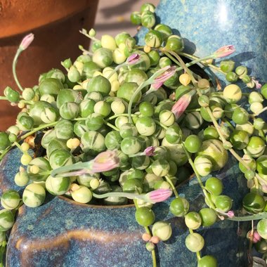 Senecio rowleyanus variegata