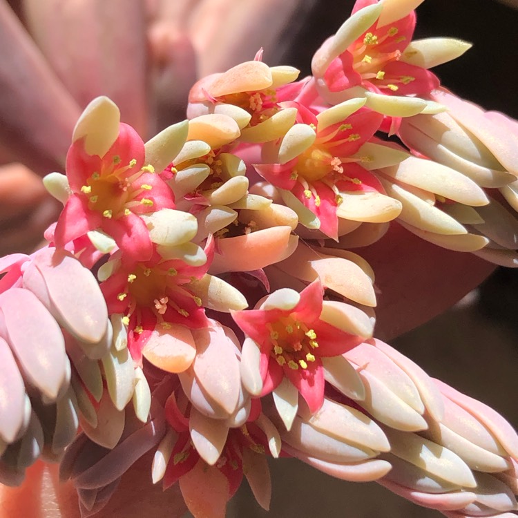 Plant image x Pachysedum 'Ganzhou'