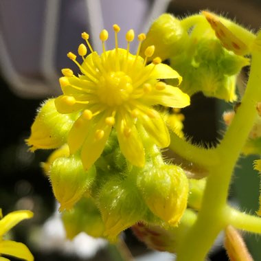 Aeonium Smithii Hybrid