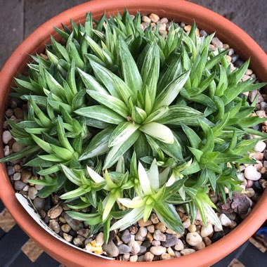 Haworthia Batesiana Variegated