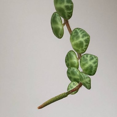 Peperomia prostrata