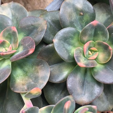 Echeveria Chroma