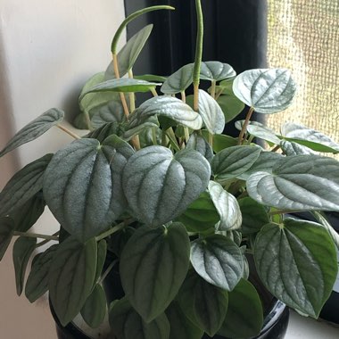 Peperomia Moonlight