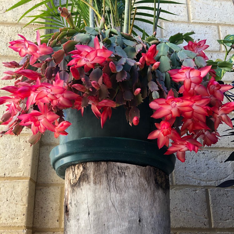 Plant image Schlumbergera truncata 'Sunset'