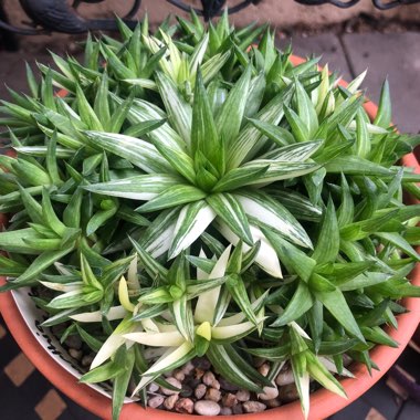 Haworthia Batesiana Variegated