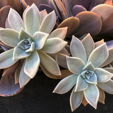 Graptopetalum Paraguayense subsp. Paraguayense