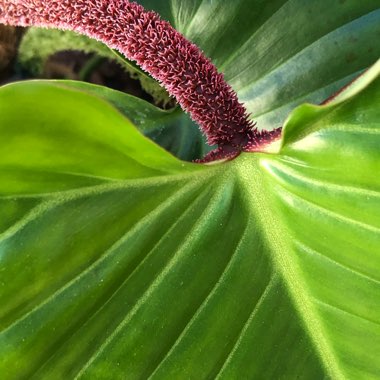 Philodendron Squamiferum