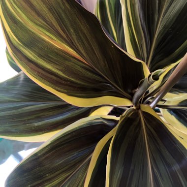 Cordyline Fruticosa 'Miss Andrea'