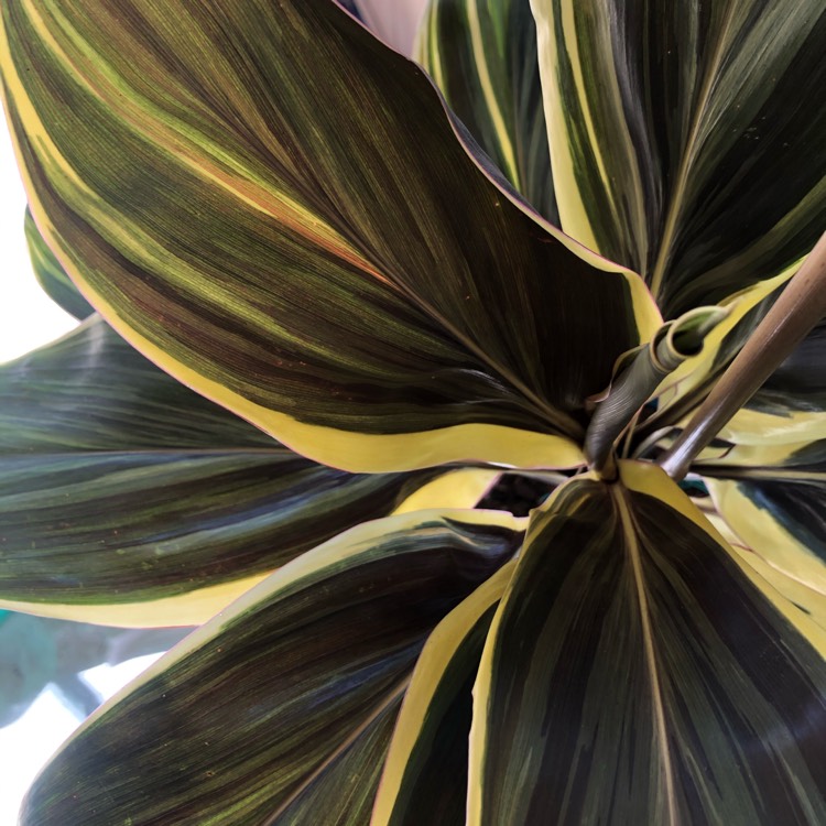 Plant image Cordyline Fruticosa 'Miss Andrea'