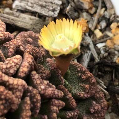 Titanopsis