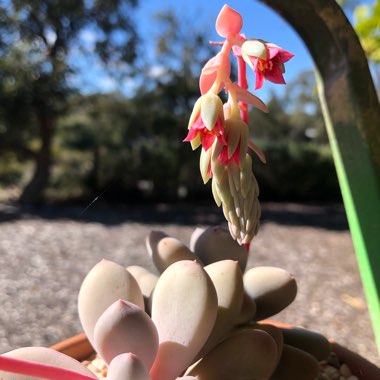 Pachyphytum 'Sticky Moonstones'