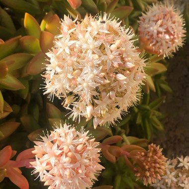 Sedum 'Adolphi'