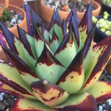 Echeveria Agavoides Ebony