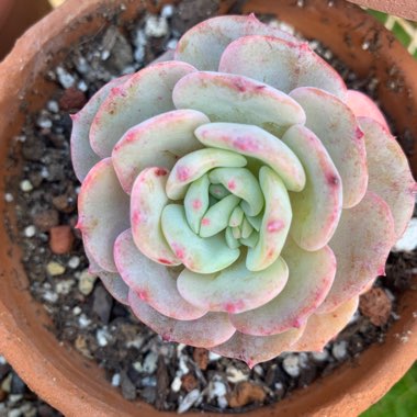 Echeveria Laui x Atlantis