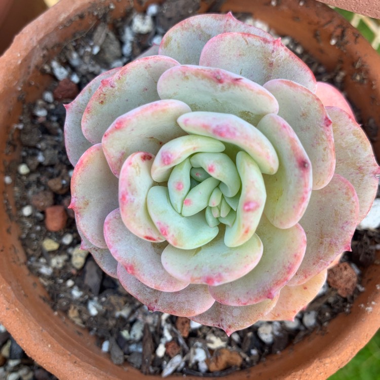 Plant image Echeveria Laui x Atlantis