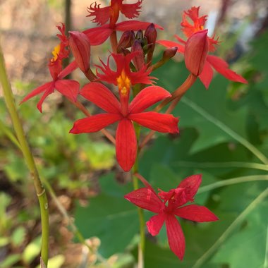 Epidendrum Radicans