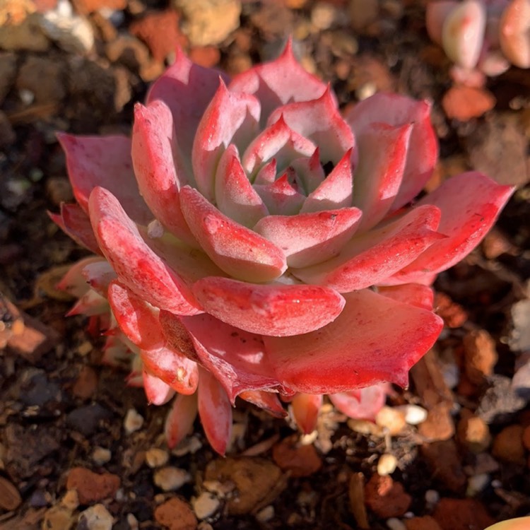 Plant image Echeveria Laulensis