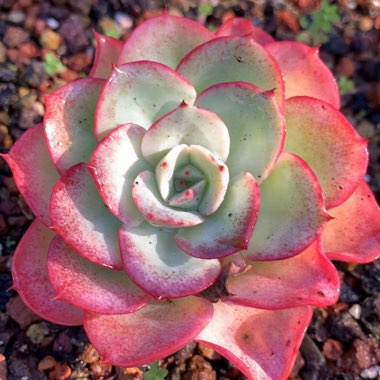 Echeveria Atlantis