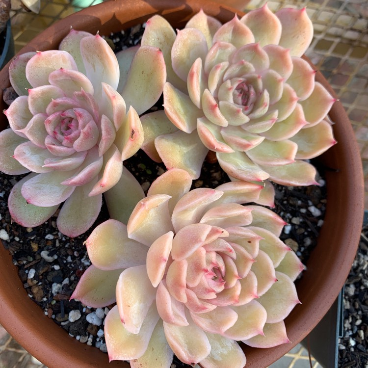 Plant image Echeveria Onslow