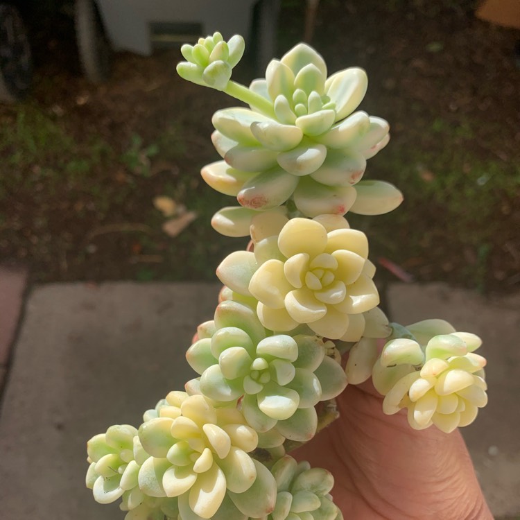 Plant image Sedum Clavatum Verigated 