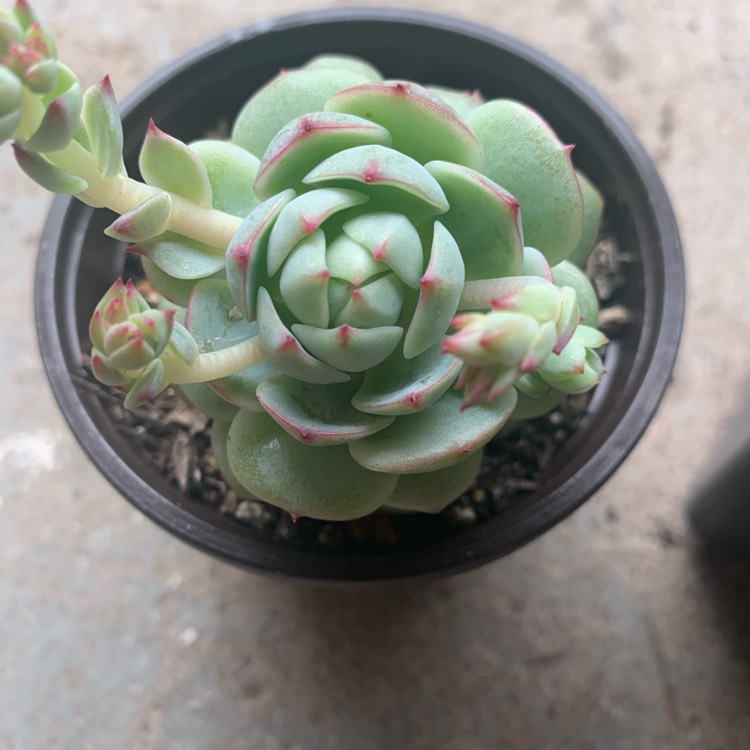 Plant image Echeveria Captain Hay