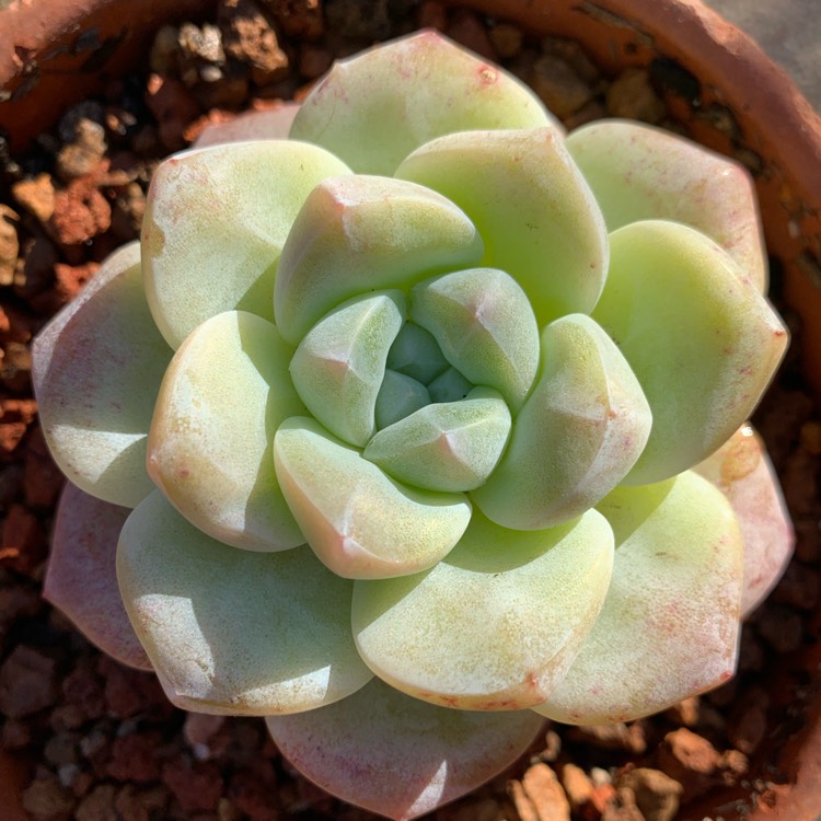 Plant image Echeveria Ice Green