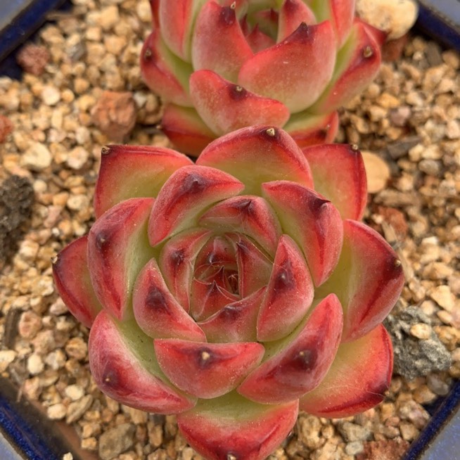 Plant image Echeveria Fire Pillar