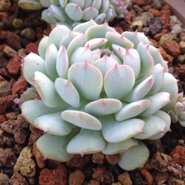 Echeveria