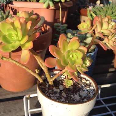 Sedum Confusum