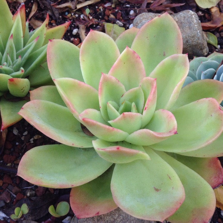 Plant image Echeveria Pallida