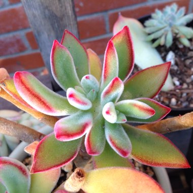 Echeveria Harmsii