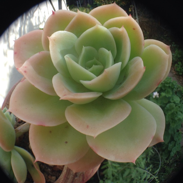 Plant image Echeveria Lemon And Lime