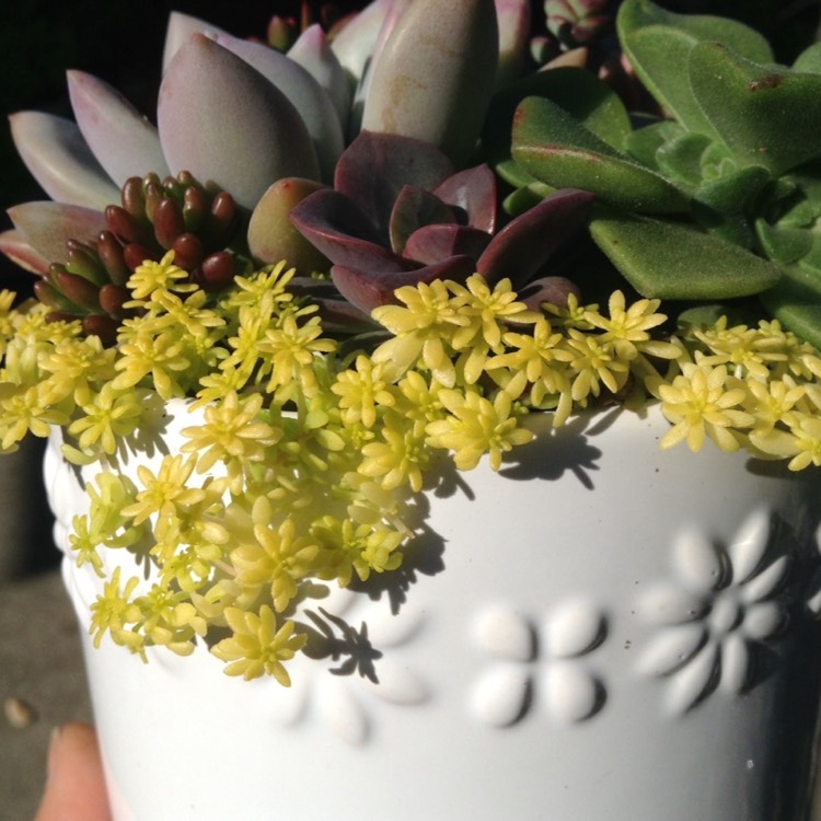 Plant image Sedum Hispanicum Aureum