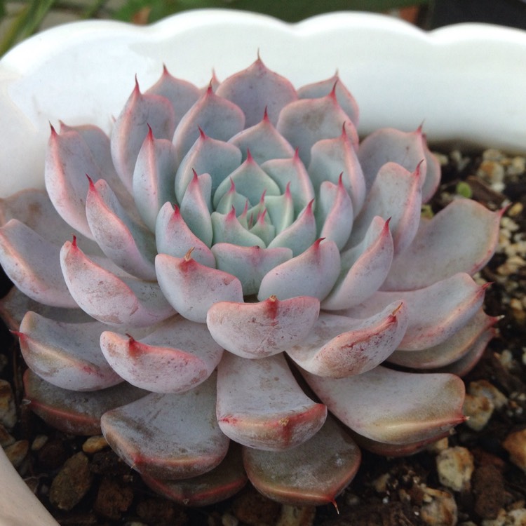 Plant image Echeveria Cuspidata var. Zaragozae