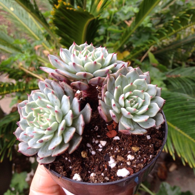 Plant image Echeveria Pinwheel