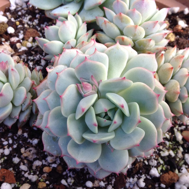 Plant image Echeveria Captain Hay