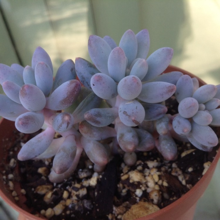 Plant image Pachyphytum machucae