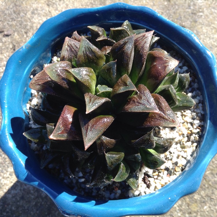 Plant image Haworthia hybrid cooperi var. venusta x 'Chocolate'