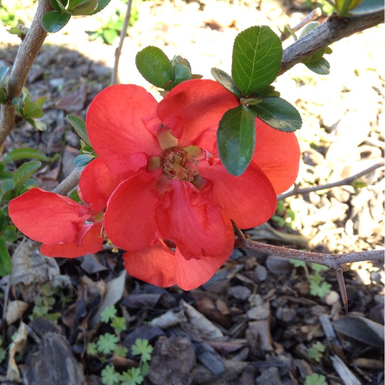 Plant image Chaenomeles