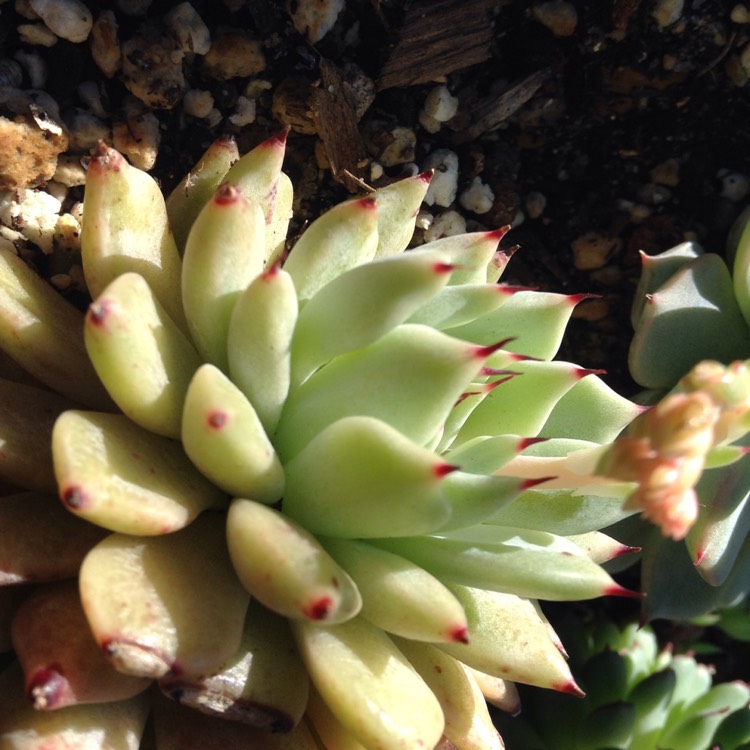 Plant image Echeveria Cuspidata var. Zaragozae