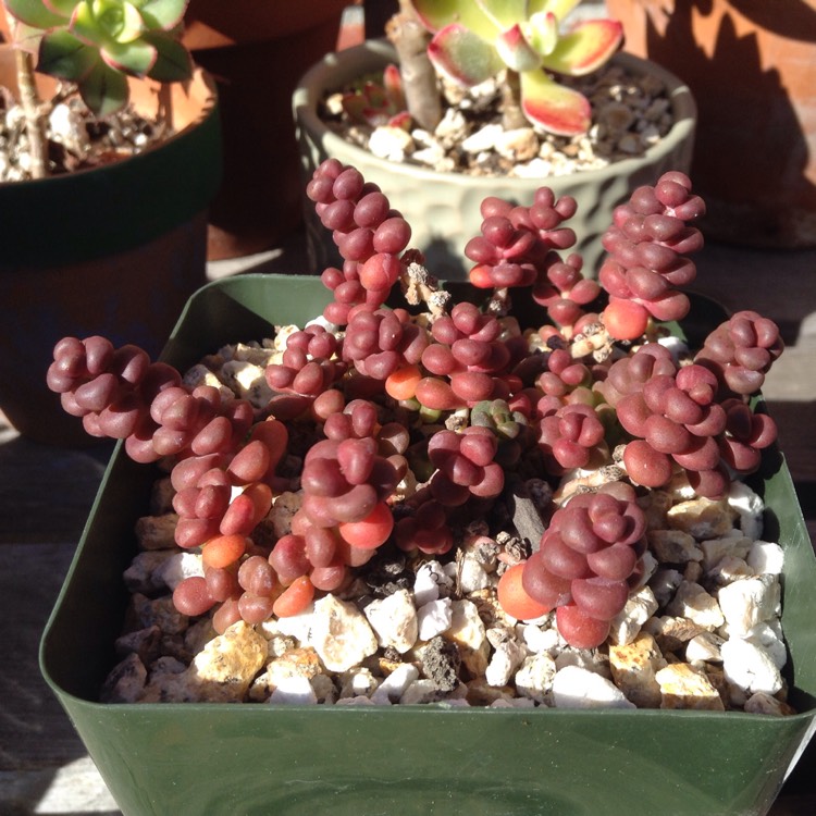 Plant image Sedum globosum 'Old Man's Bones'