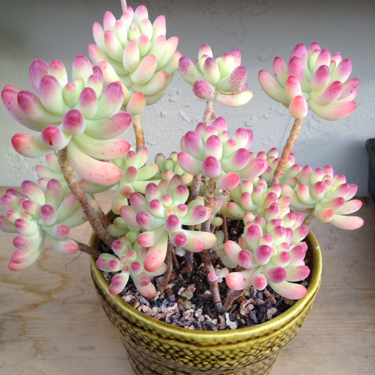 Plant image Sedum pachyphyllum