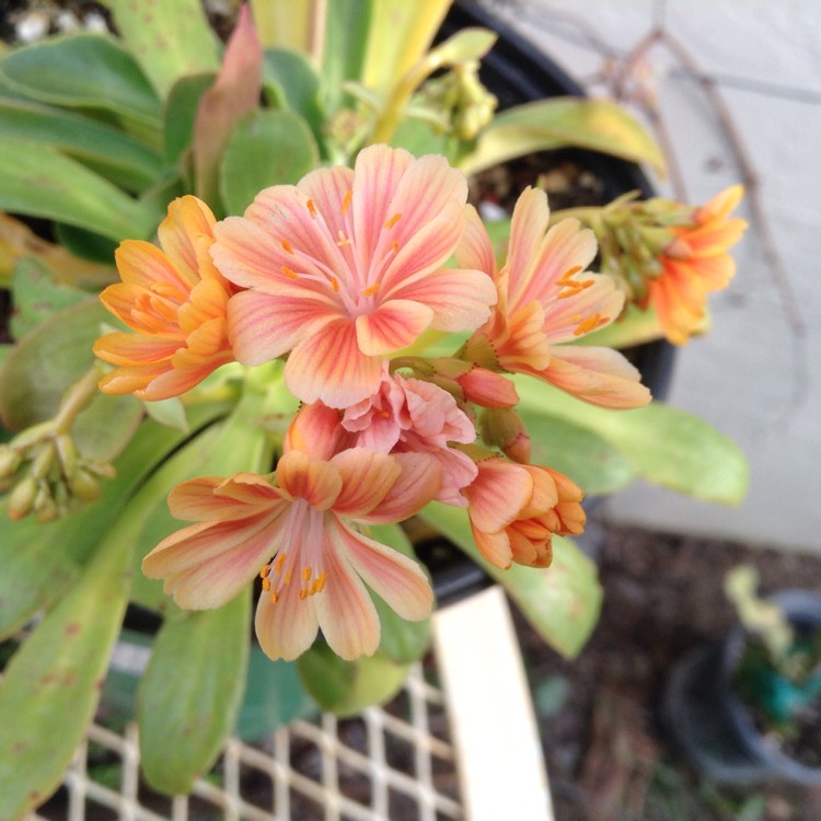 Plant image Lewisia cotyledon 'Elise Mixed' (Mix)