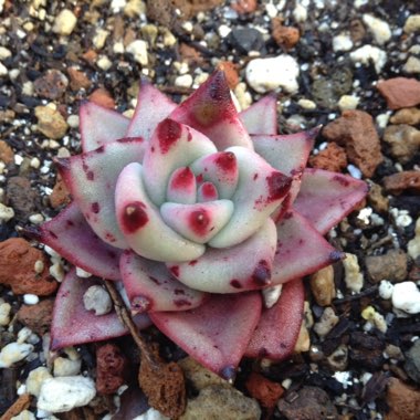 Echeveria Agavoides Romeo